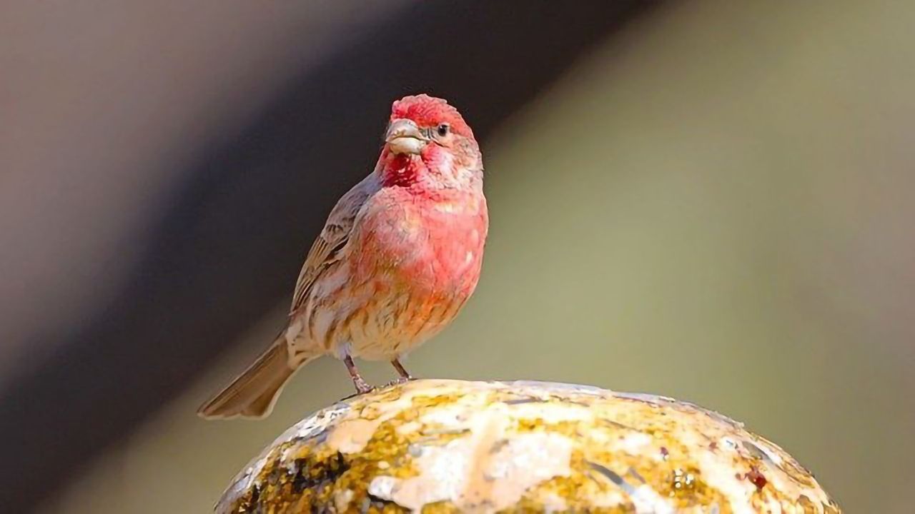 Finches Locked in a Deadly Arms Race