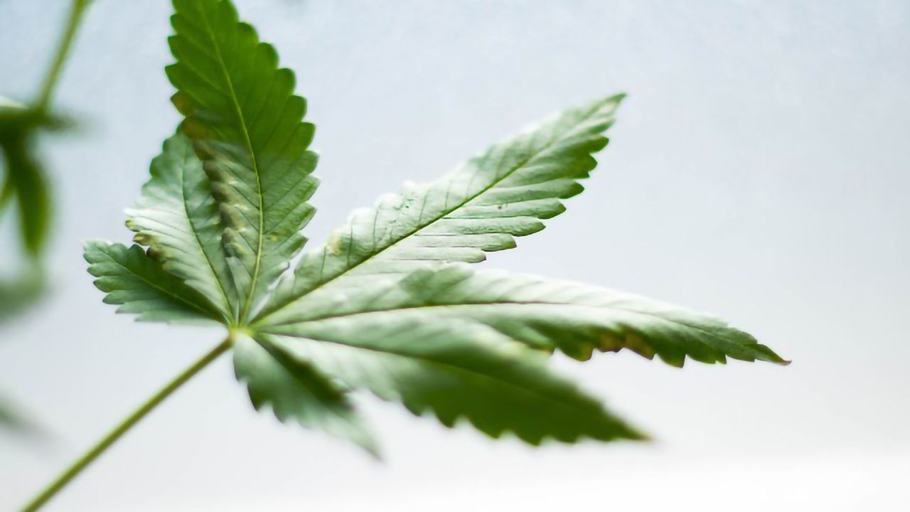 CBD's Pain-Relieving Effects Are Matched by Placebo in New Study