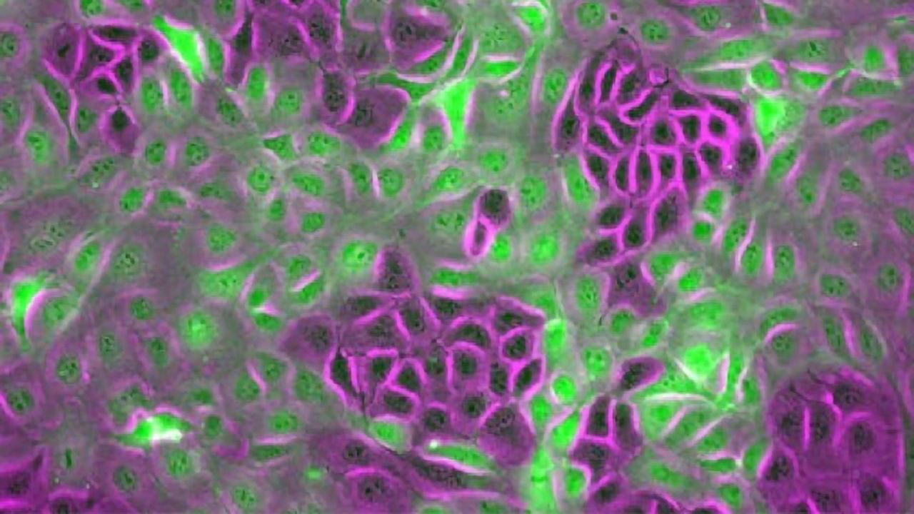 Force Transmission Between Cells Orchestrates Collective Cellular Motion