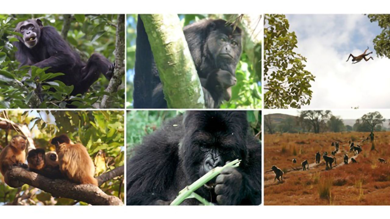 GPS Tracking Helps Look Inside the Monkey Mind
