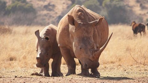 Study Evaluates Genetic Health of the Sumatran Rhinoceros