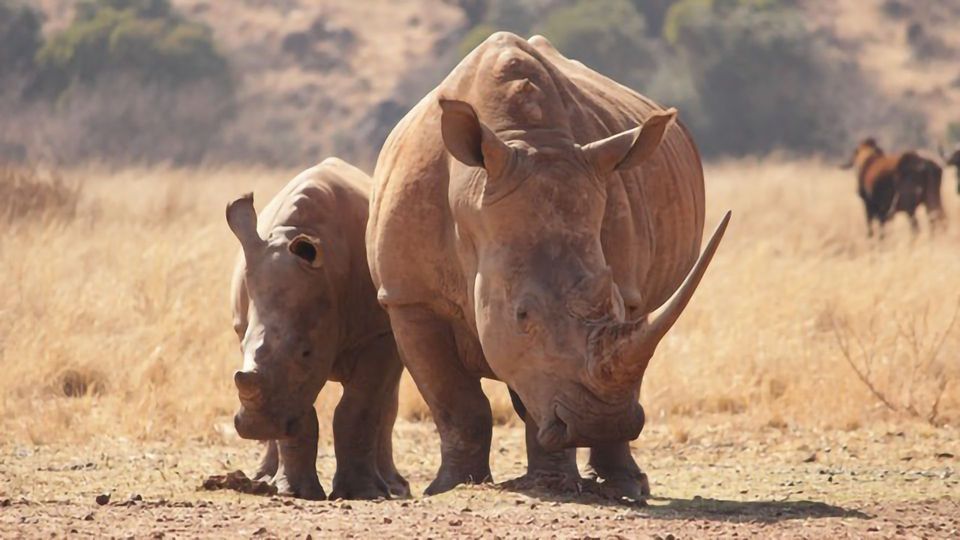 Study Evaluates Genetic Health of the Sumatran Rhinoceros content piece image
