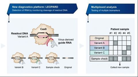 CRISPR-Based Diagnostic Can Detect Multiple Disease-Related Biomarkers