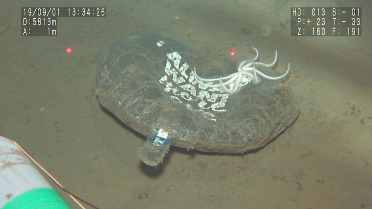 Single-Use Plastics Found at the Deepest Points of the Ocean