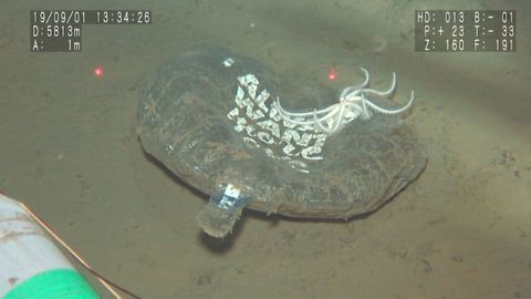 Single-Use Plastics Found at the Deepest Points of the Ocean