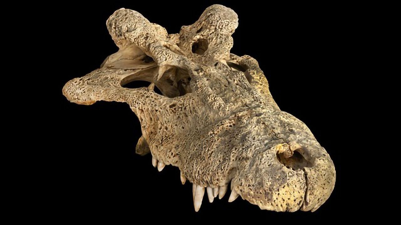 Ancient DNA of “Horned” Crocodile Solves Family Tree Controversy
