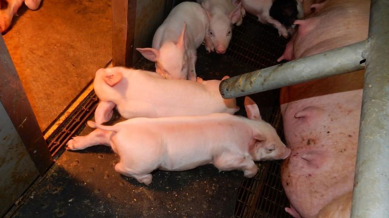 Sewage Technology Makes Pig Farming More Environmentally Friendly
