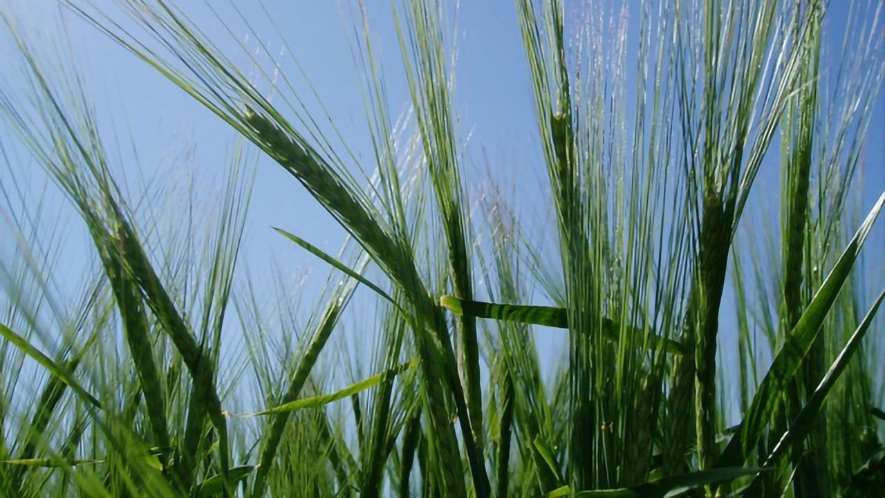 A New Holistic Approach to Genetics and Plant Breeding