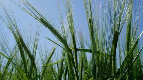 A New Holistic Approach to Genetics and Plant Breeding