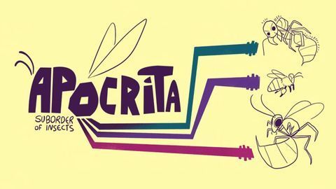 The World’s Most Painful Insect Sting - Justin Schmidt
