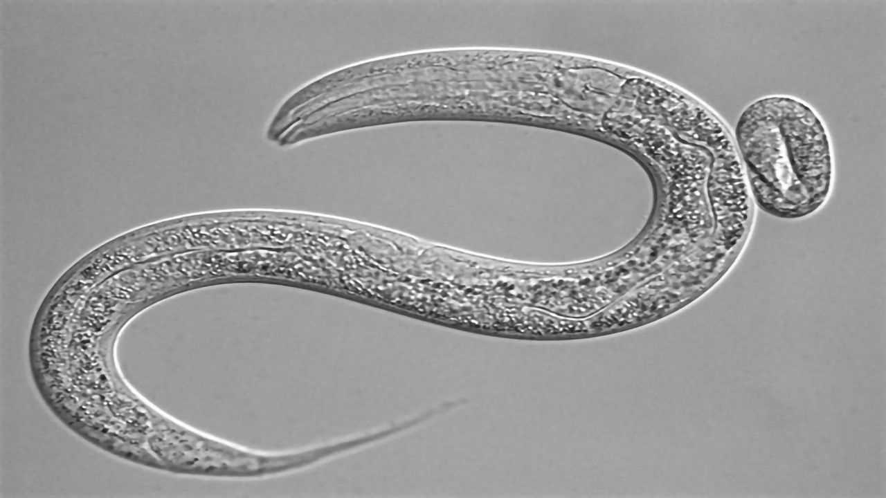 Worm Study Explores How Diet Controls RNA Maturation