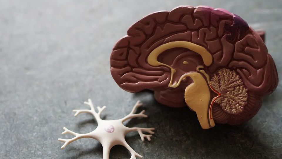 Algorithm Developed To Diagnose Dementia  content piece image