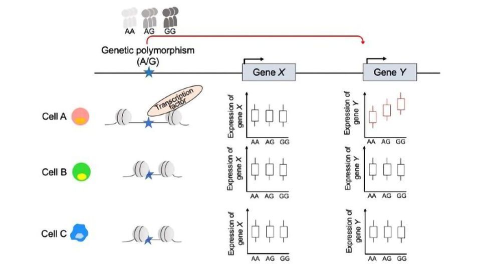 First-of-Its-Kind Atlas Maps Complexities of Autoimmune Disease content piece image