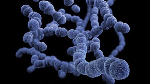 Meningitis-Causing Bacteria May Evade Our Immune System by Sensing Fever