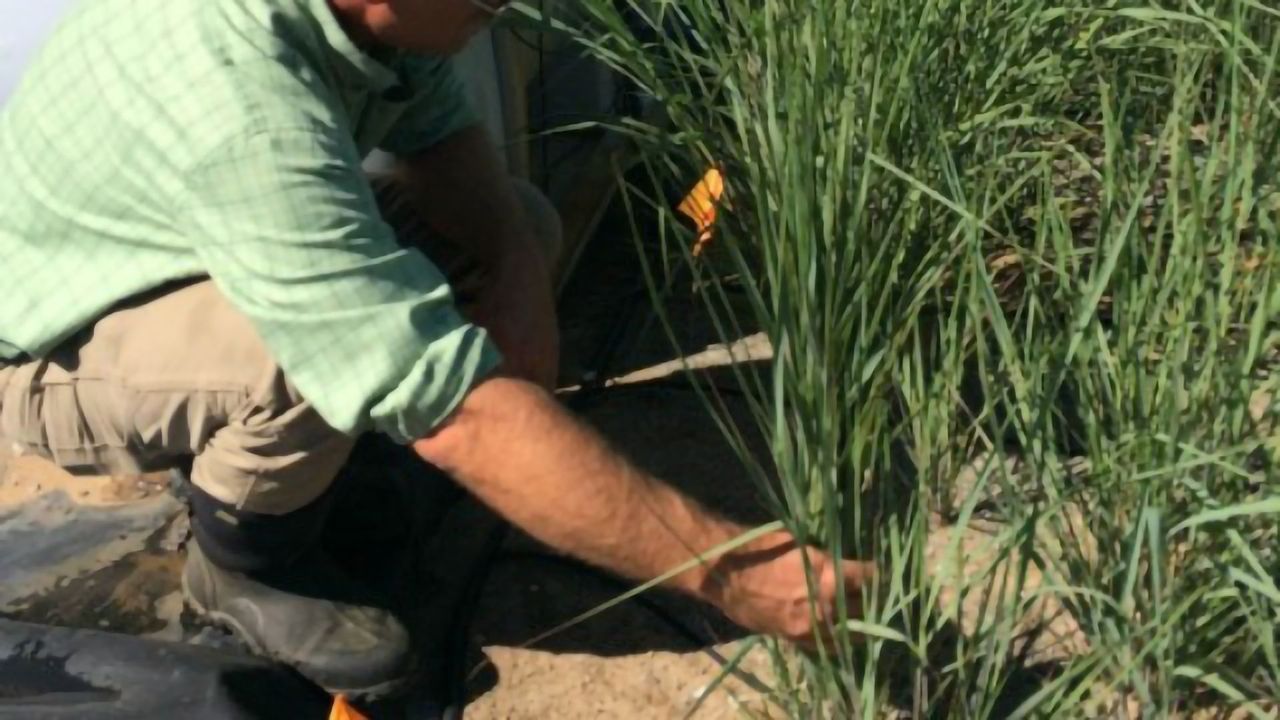 Soil Cleansed of Military Explosive's Toxic Pollutants by GM Grass