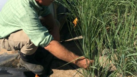 Soil Cleansed of Military Explosive's Toxic Pollutants by GM Grass