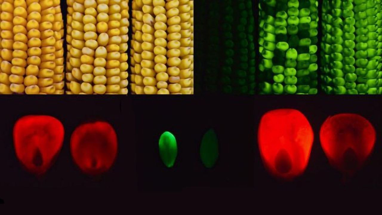 Mutant Corn Gene May Lead to Better Breeding