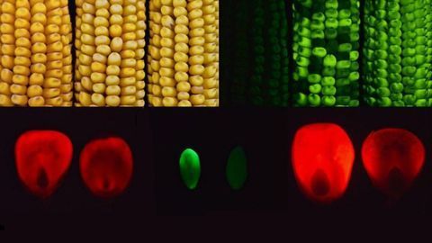 Mutant Corn Gene May Lead to Better Breeding