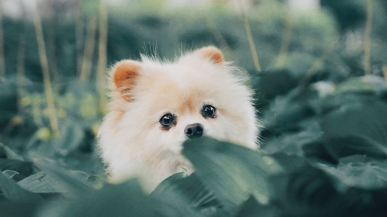 These Traits Make Dogs More Likely To Catch Our Eye