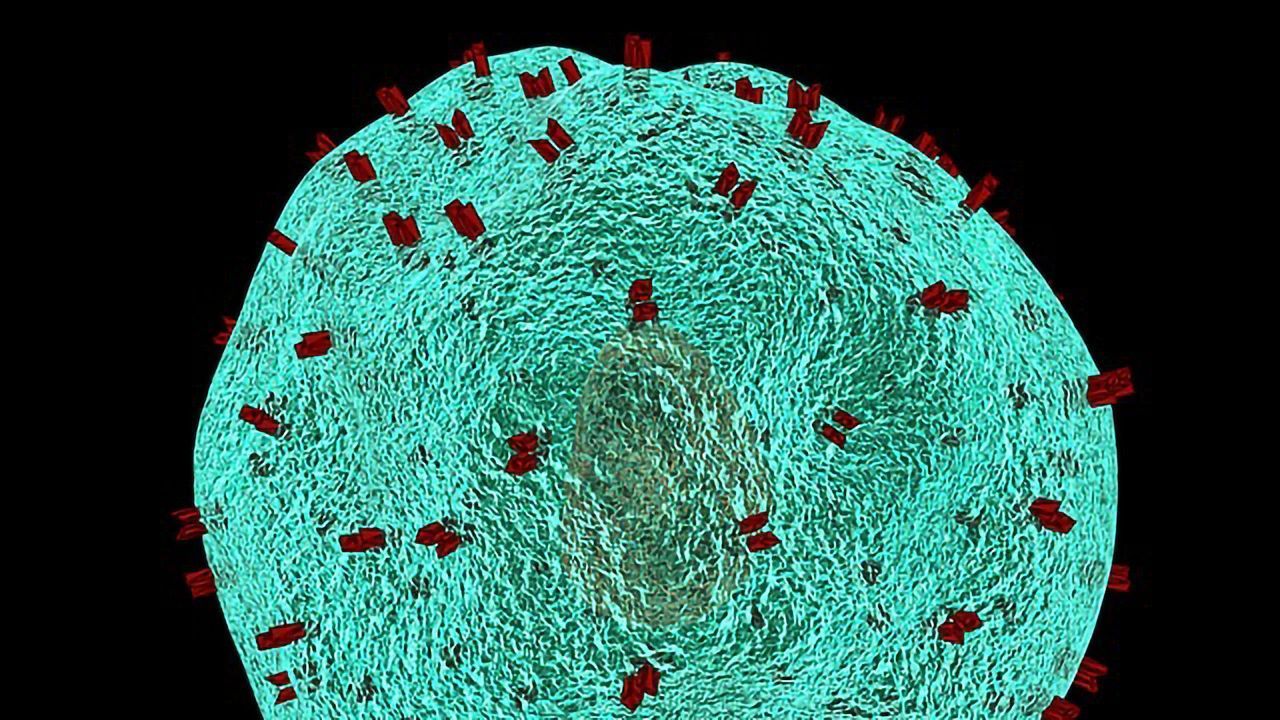 Taking a Look Inside the Immunome