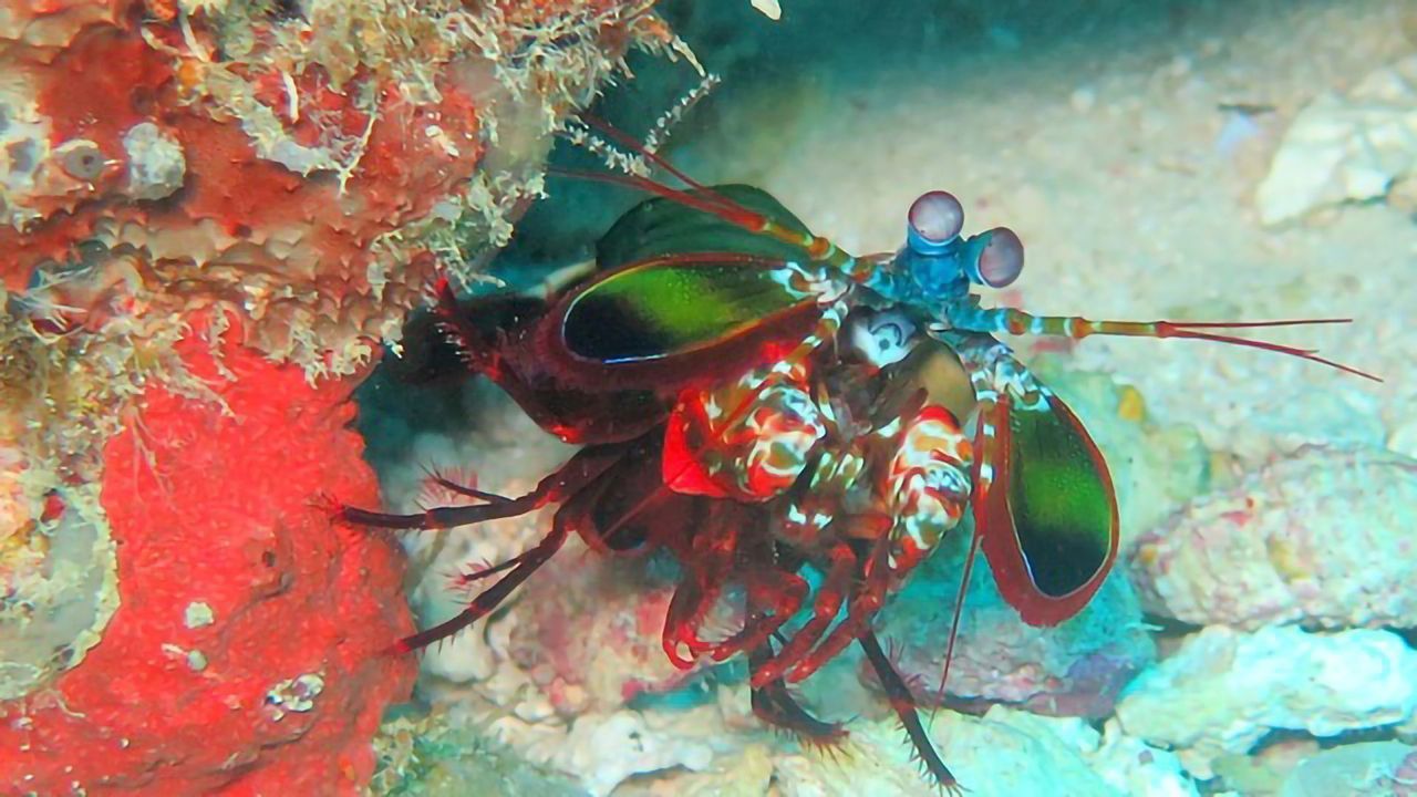 Mantis Shrimp Eyes Inspire Imaging Technique for Cancer Surgery