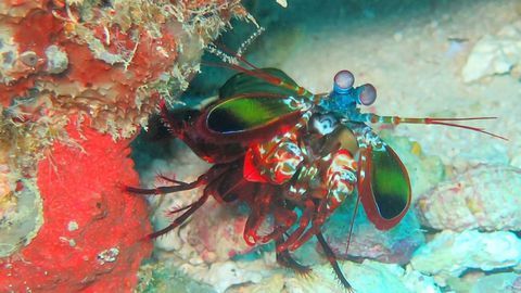 Mantis Shrimp Eyes Inspire Imaging Technique for Cancer Surgery