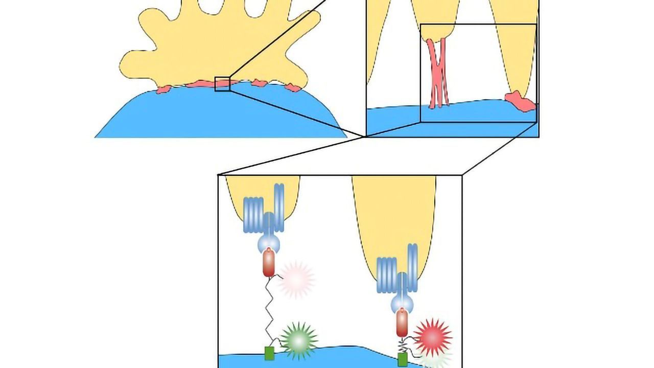 T cells Use Their Antigen Receptors Like Sticky Fingers