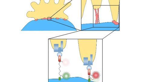 T cells Use Their Antigen Receptors Like Sticky Fingers