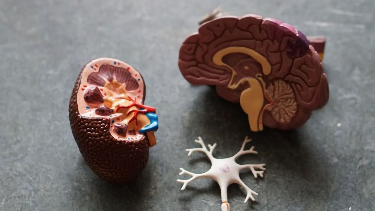 Dementia Linked to Poor Kidney Function by Large Study