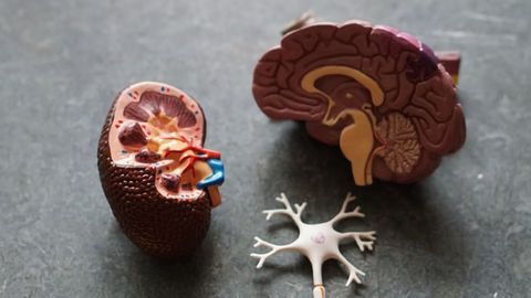Dementia Linked to Poor Kidney Function by Large Study