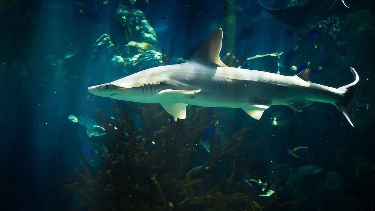 Like Sea Turtles, Sharks Use the Earth’s Magnetic Fields To Navigate