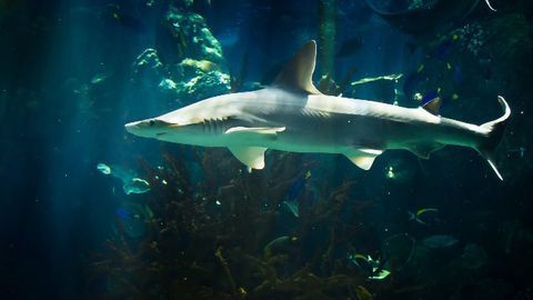 Like Sea Turtles, Sharks Use the Earth’s Magnetic Fields To Navigate