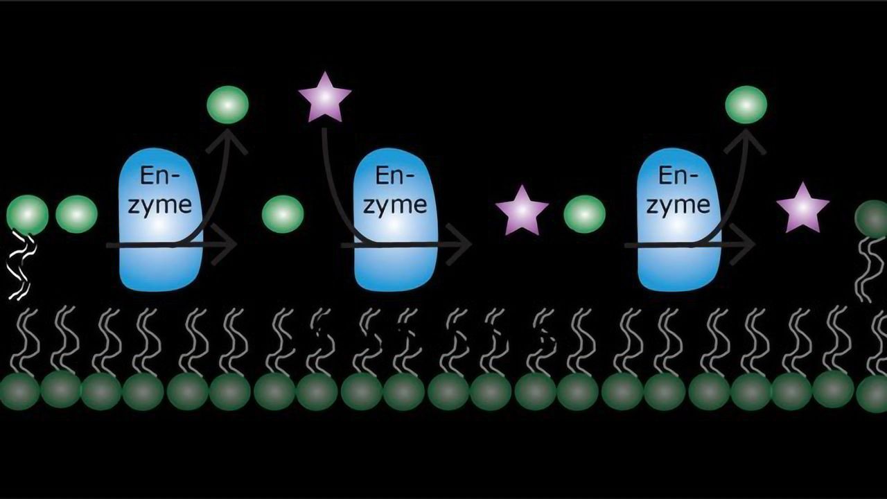 Membrane Lipid-Producing Archaeal Enzyme Is Promiscuous