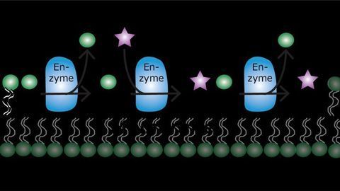 Membrane Lipid-Producing Archaeal Enzyme Is Promiscuous