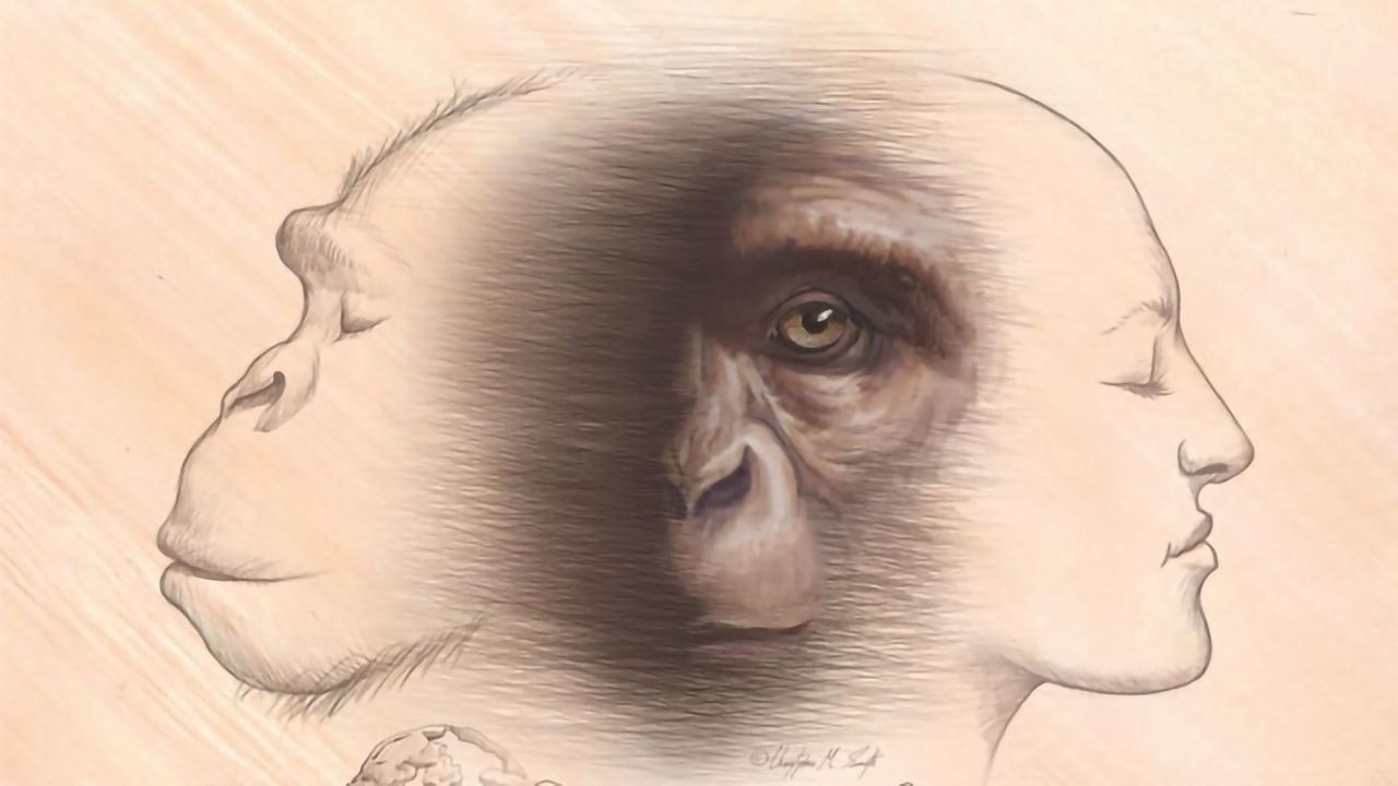 The Majority of Human Origins Stories Are Not Compatible With Known Fossils