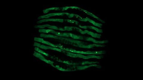 Worm Study Connects Specific Gut Bacteria to Neurodegenerative Proteins