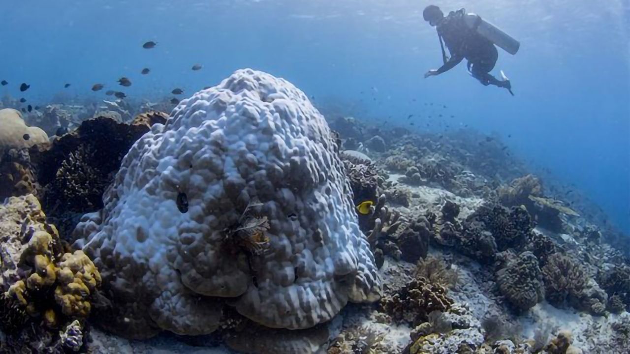 Protecting Coral from Bleaching With Probiotics
