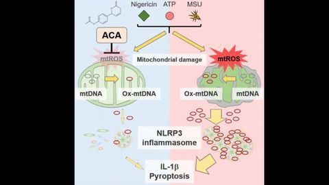 Antioxidant Properties of Tropical Ginger Compound May Block Inflammation