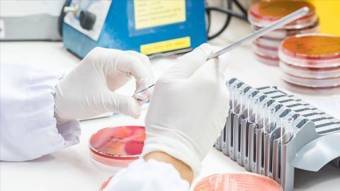 Researchers Take a Step Towards Salmonella Vaccine Development