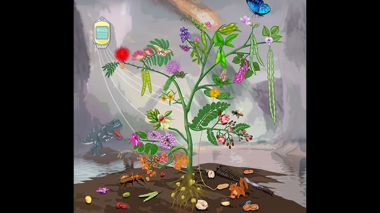 Genes for Beans: Revealing the Extremely Complicated Legume Genome