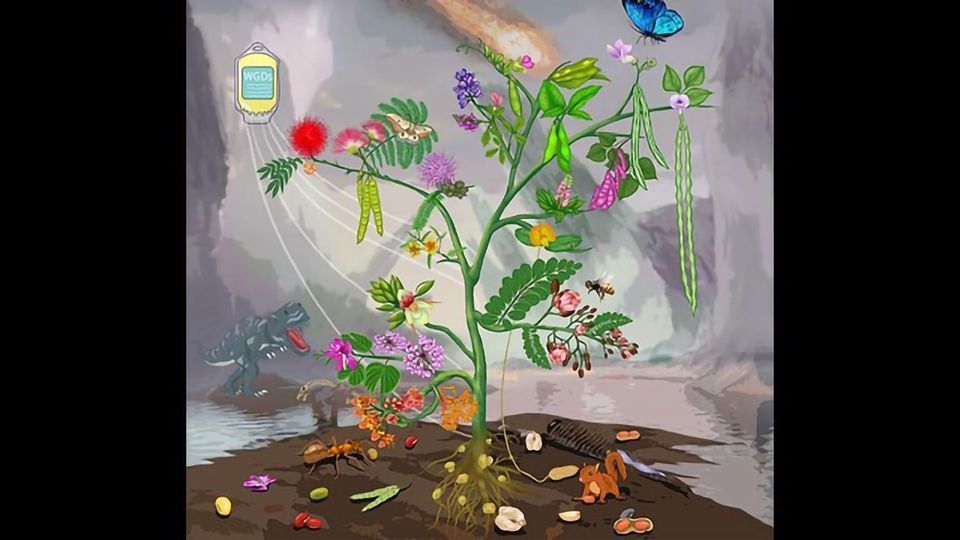 Genes for Beans: Revealing the Extremely Complicated Legume Genome content piece image