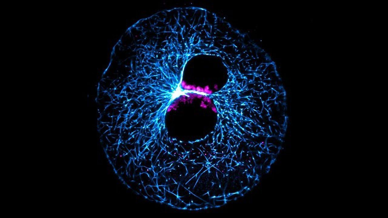 New Model System for Studying Early Embryonic Development
