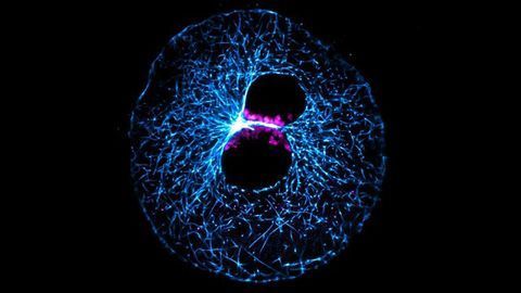 New Model System for Studying Early Embryonic Development
