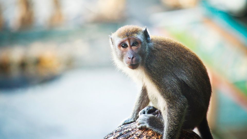A small monkey typically used in toxicity studies during vaccine development.