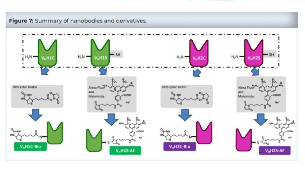 Using LC-MS for Next-Gen Biologics: A Focus on Antibody-Drug Conjugates and Conjugation Chemistry