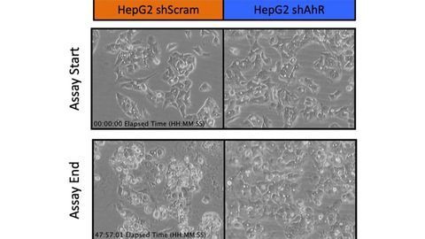 New Class of Cancer Fighting Compounds Discovered