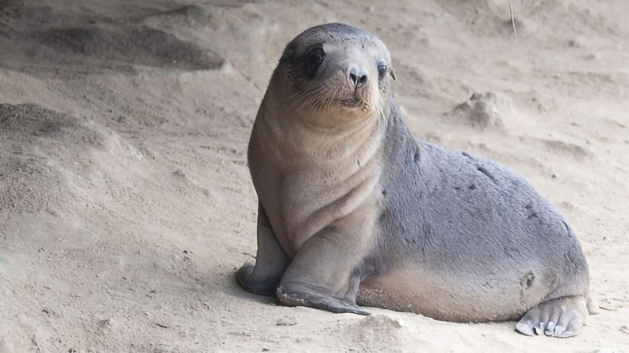 Firefighting Chemicals Found in Sea Lion and Fur Seal Pups