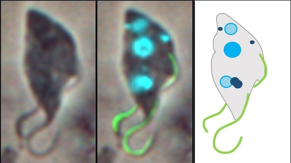 When It Comes to Sex, Trypanosome Parasites Are Doing Their Own Thing content piece image