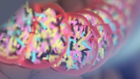 The Gut Bacteria Microbiome Changes After Spinal Cord Injury