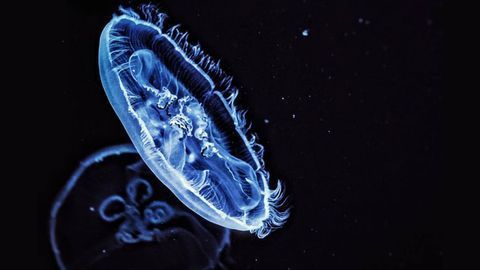 Bioluminescent Tool Makes Animals Glow Like Fireflies